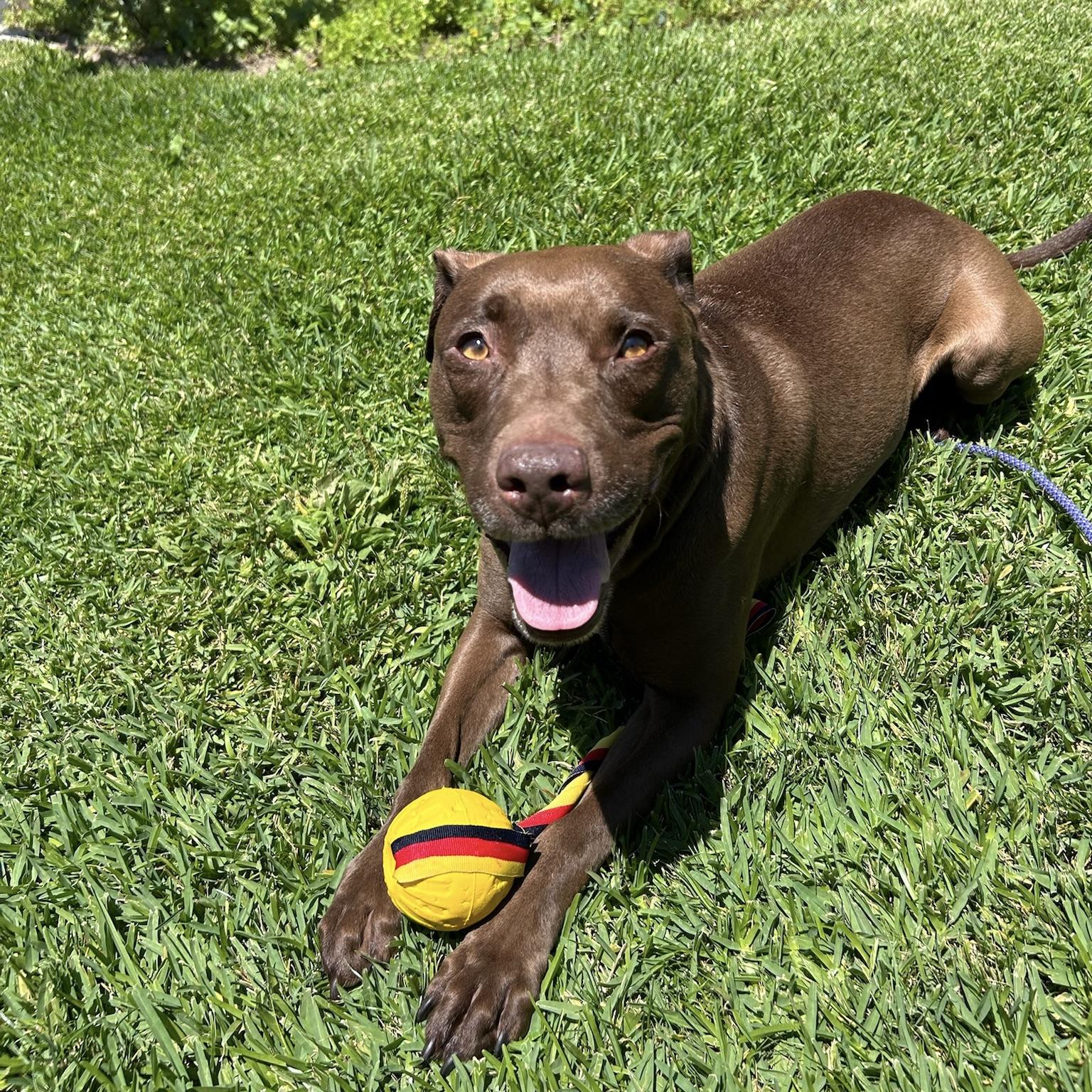 Enlarge Sadee, a Adoptable mixed breed in Huntington Beach, CA image 2/6