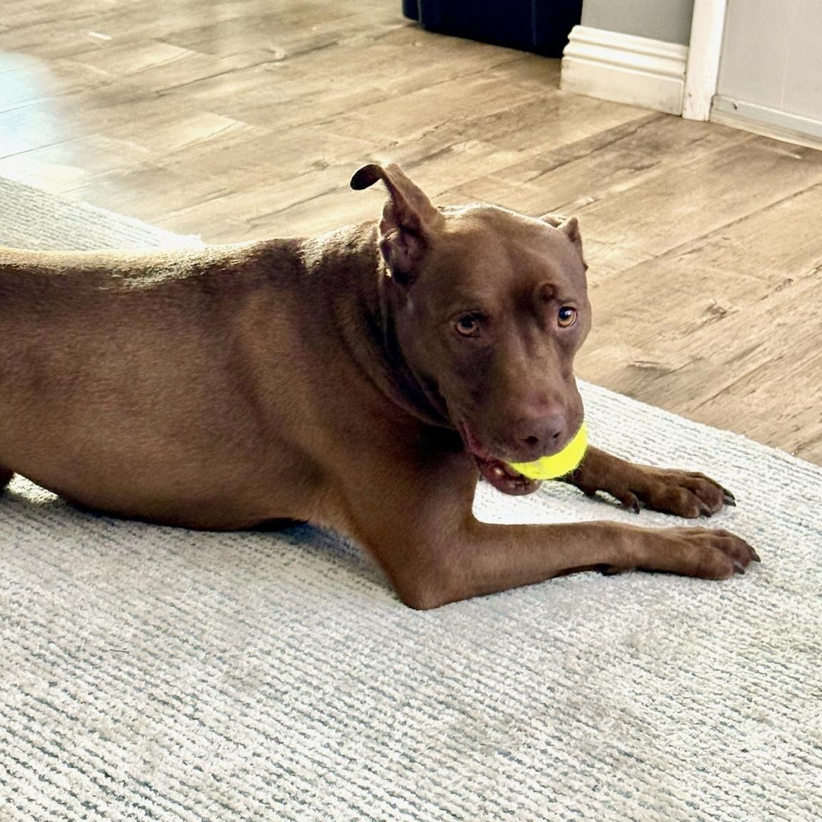 Enlarge Sadee, a ADOPTABLE mixed breed in Huntington Beach, CA image 6/6