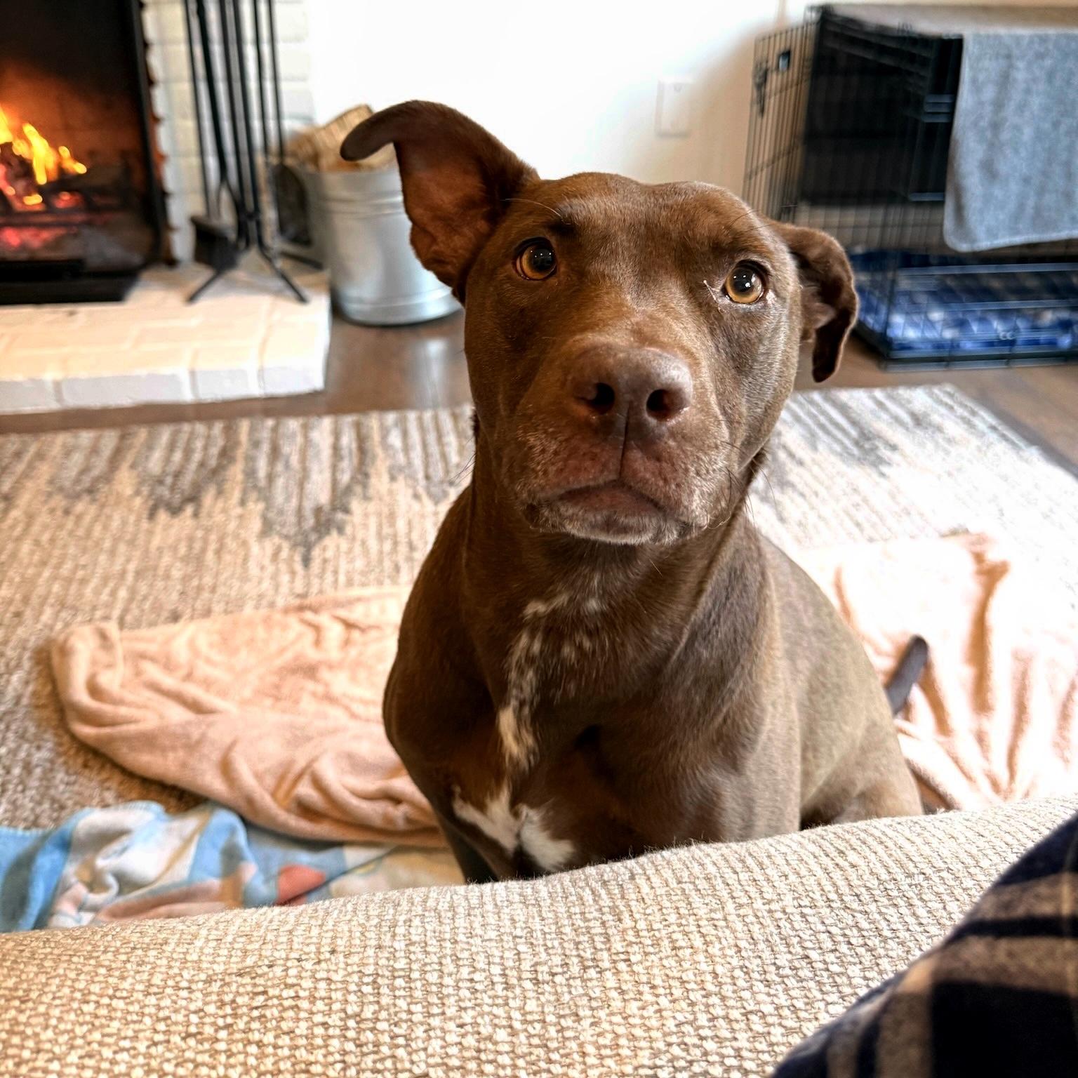 Enlarge Sadee, a ADOPTABLE mixed breed in Huntington Beach, CA image 2/6