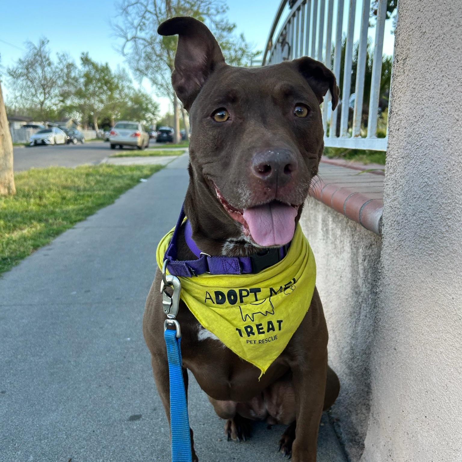 Enlarge Sadee, a ADOPTABLE mixed breed in Huntington Beach, CA image 1/6