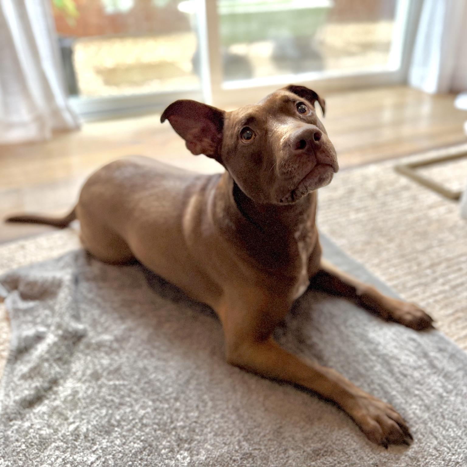 Enlarge Sadee, a ADOPTABLE mixed breed in Huntington Beach, CA image 1/6