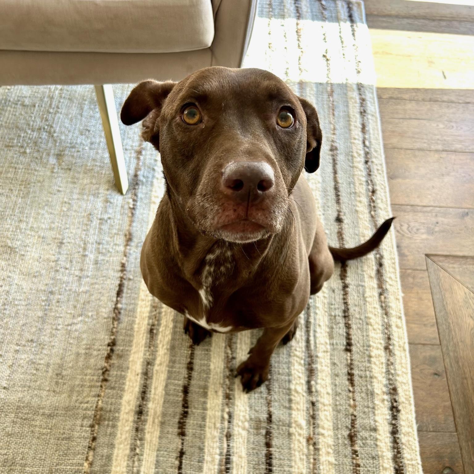 Enlarge Sadee, a ADOPTABLE mixed breed in Huntington Beach, CA image 4/6