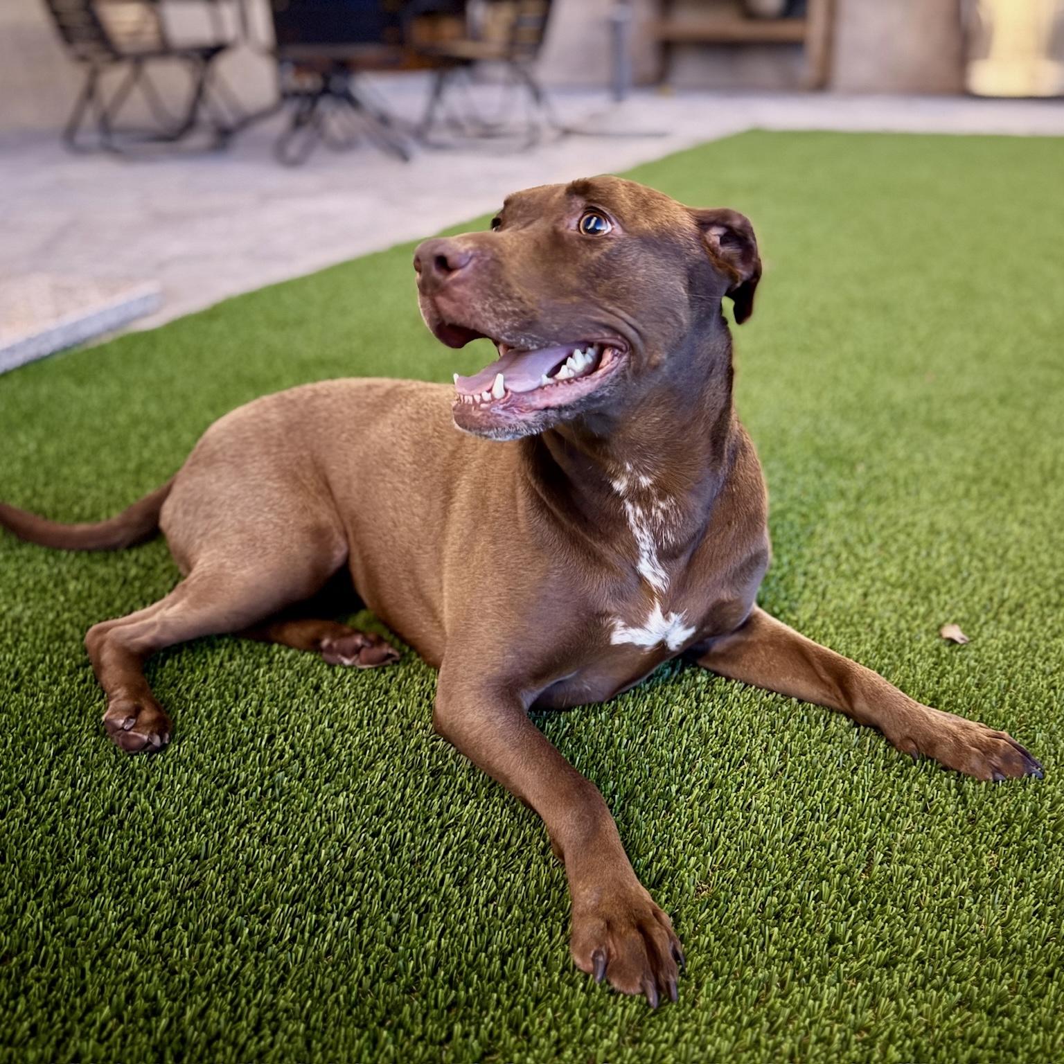 Enlarge Sadee, a ADOPTABLE mixed breed in Huntington Beach, CA image 5/6