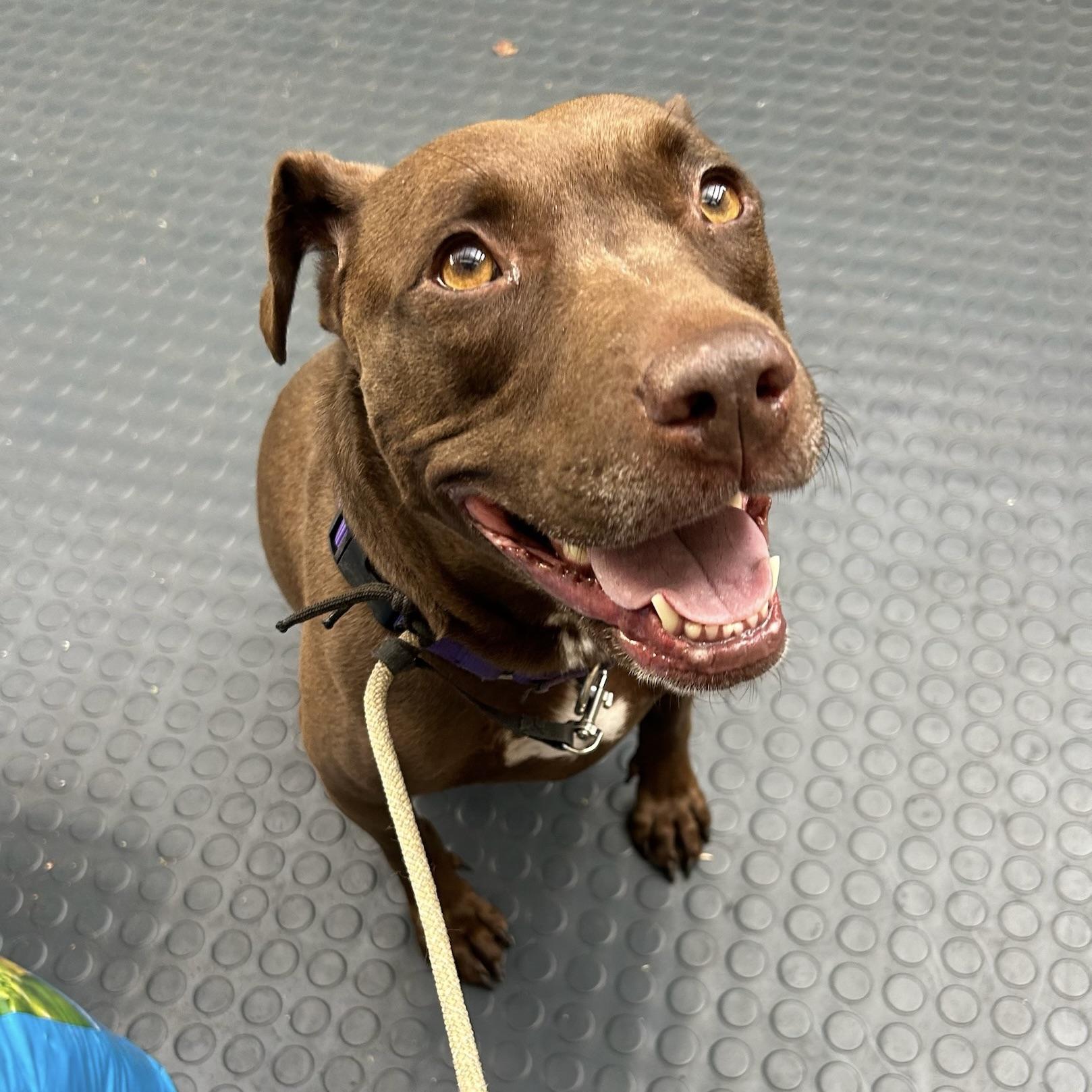 Enlarge Sadee, a Adoptable mixed breed in Huntington Beach, CA image 1/6