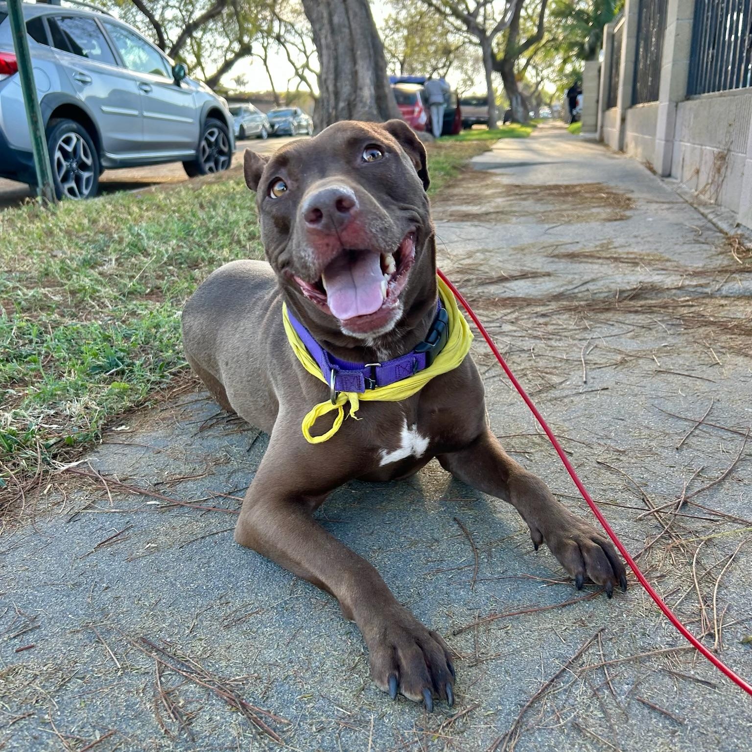 Enlarge Sadee, a ADOPTABLE mixed breed in Huntington Beach, CA image 2/6