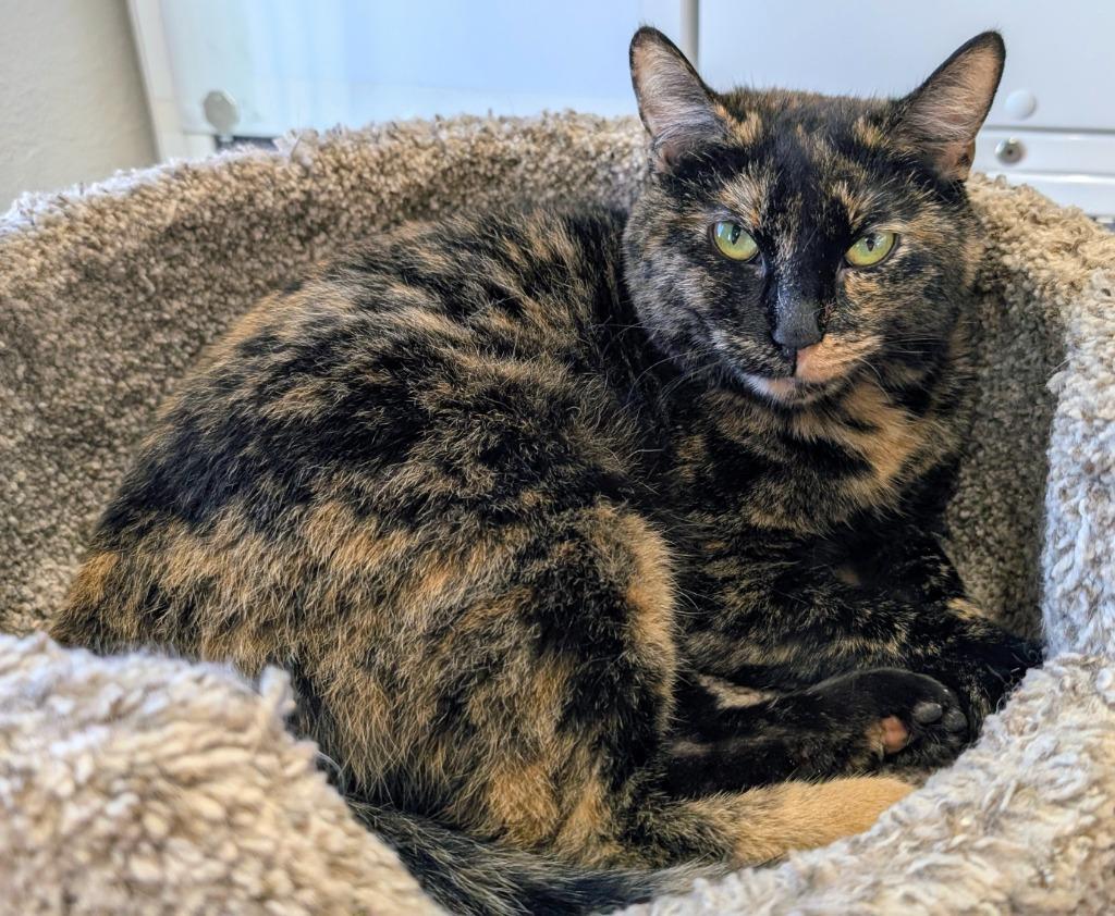 Mama Alice, Adoptable, Young Female Domestic Short Hair.