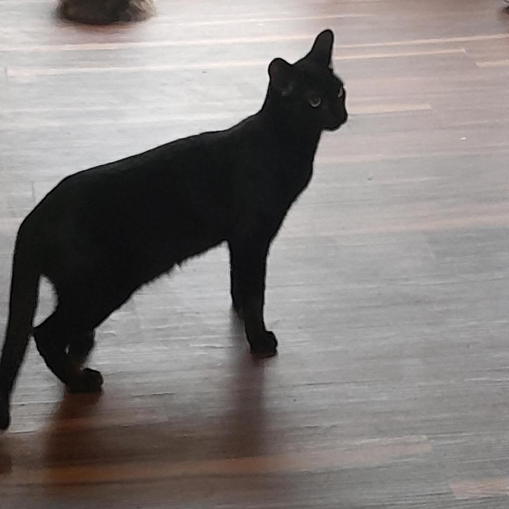 Enlarge Gizmo J, a Adoptable Domestic Short Hair in Inwood, WV image 1/4