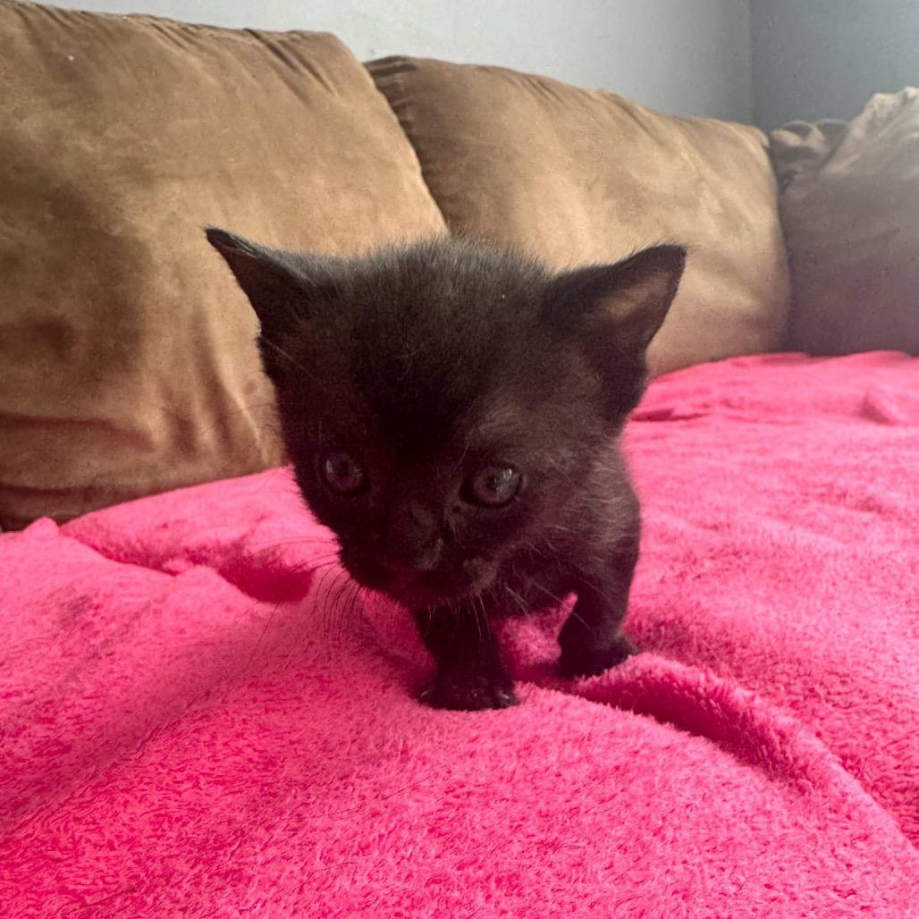 Enlarge Gizmo J, a Adoptable Domestic Short Hair in Inwood, WV image 2/4