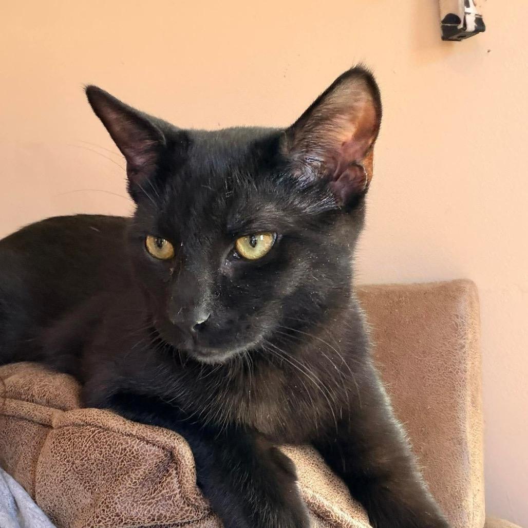 Enlarge Gizmo J, a Adoptable Domestic Short Hair in Inwood, WV image 3/4