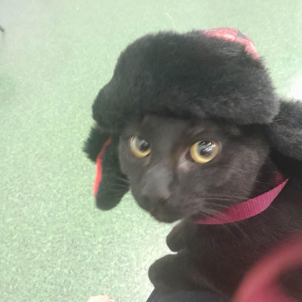 Enlarge Gizmo J, a Adoptable Domestic Short Hair in Inwood, WV image 4/4