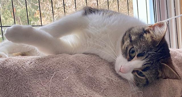 Enlarge Lucy, a ADOPTABLE Domestic Short Hair in Ottawa, ON image 6/6