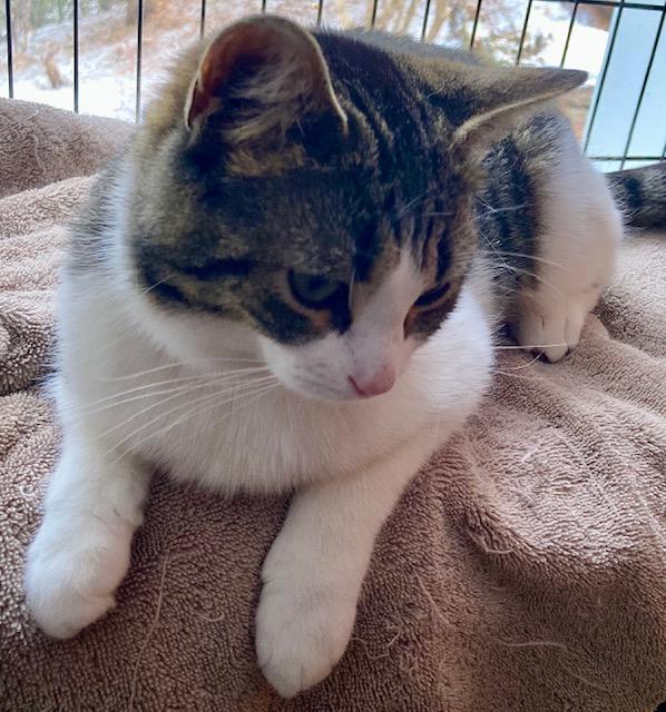 Enlarge Lucy, a ADOPTABLE Domestic Short Hair in Ottawa, ON image 5/6