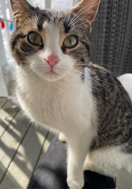 Enlarge Lucy, a ADOPTABLE Domestic Short Hair in Ottawa, ON image 3/6