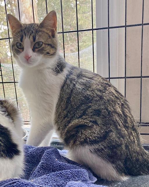 Enlarge Lucy, a ADOPTABLE Domestic Short Hair in Ottawa, ON image 1/6