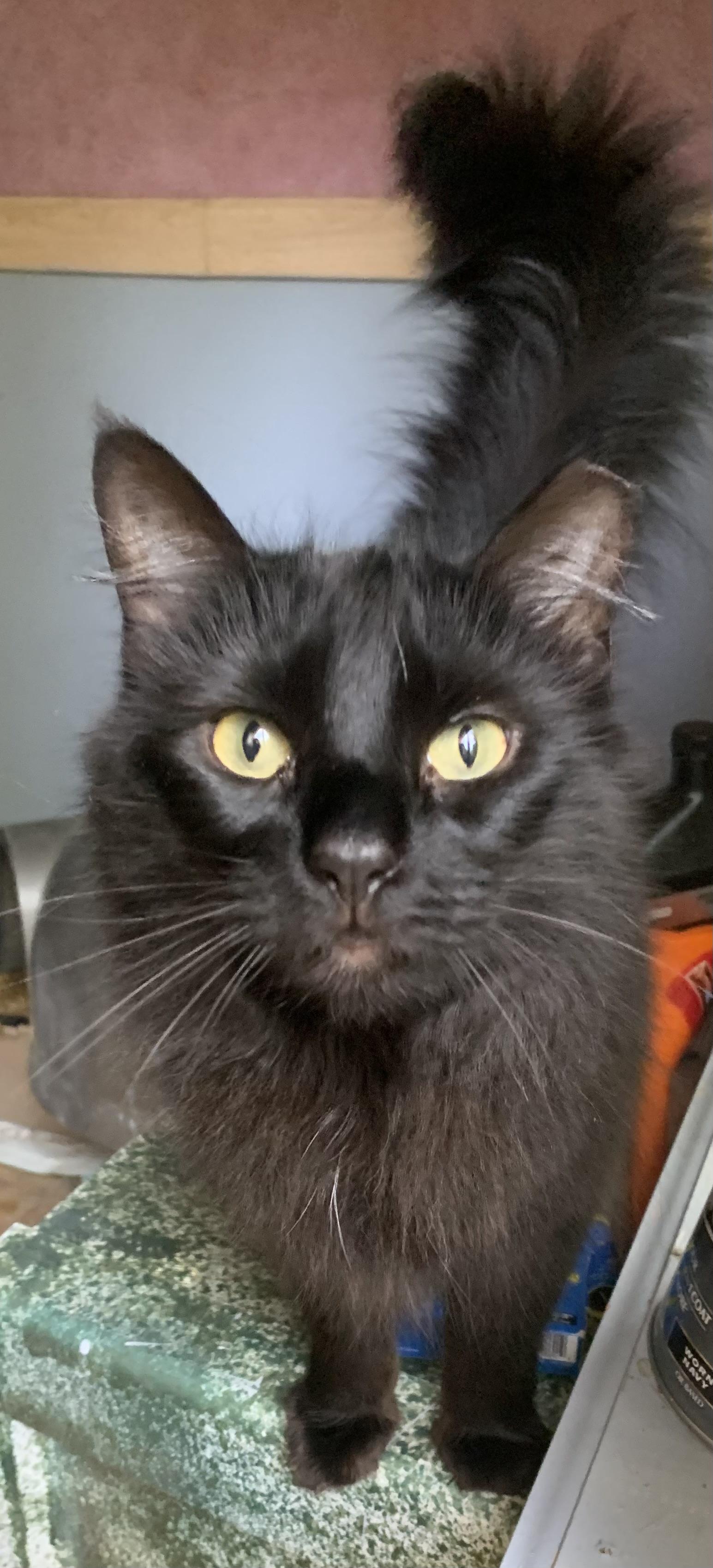 Miss Diva, Adoptable, Adult Female Domestic Long Hair.
