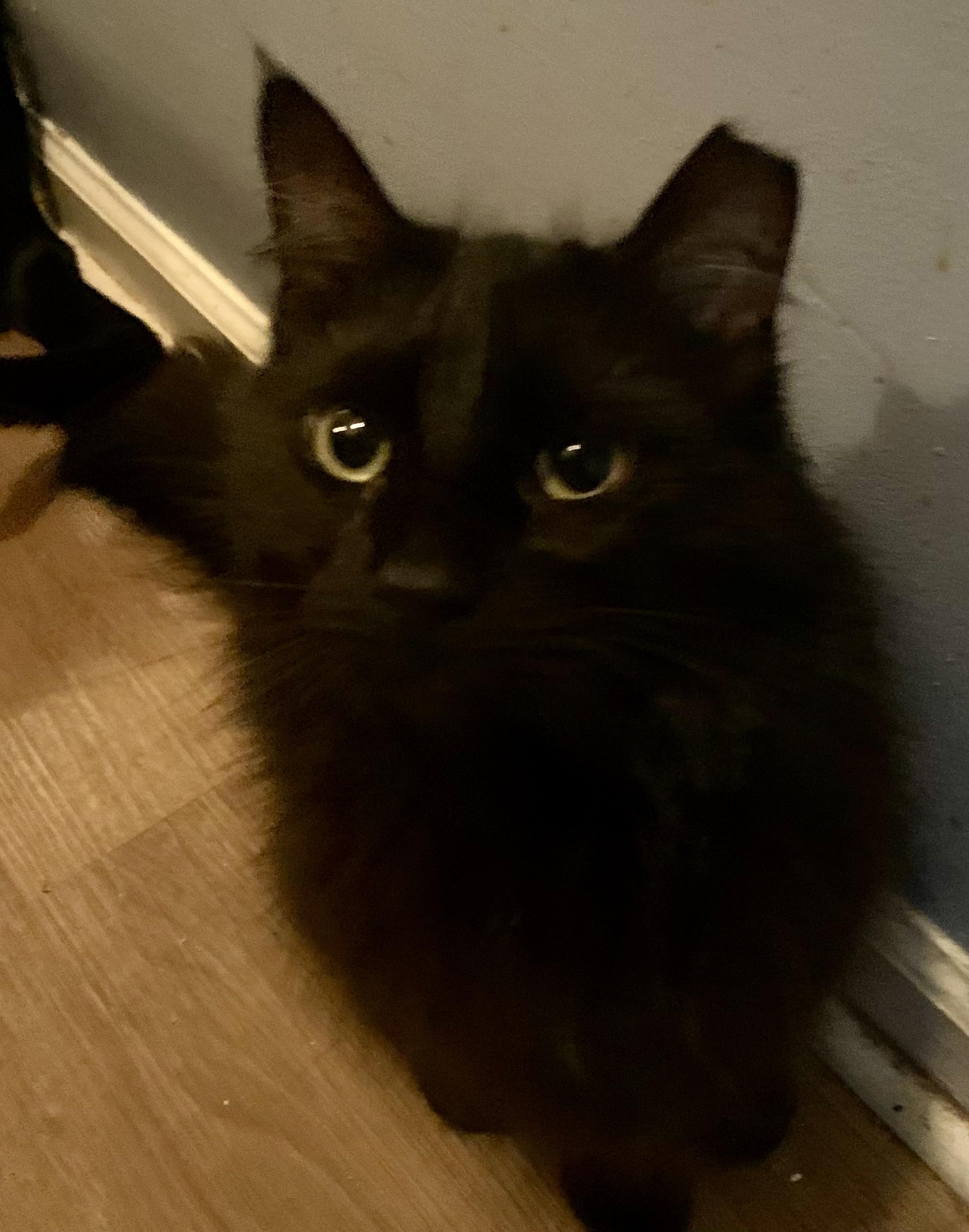 Enlarge Miss Diva, a Adoptable Domestic Long Hair in Charlotte, NC image 3/4