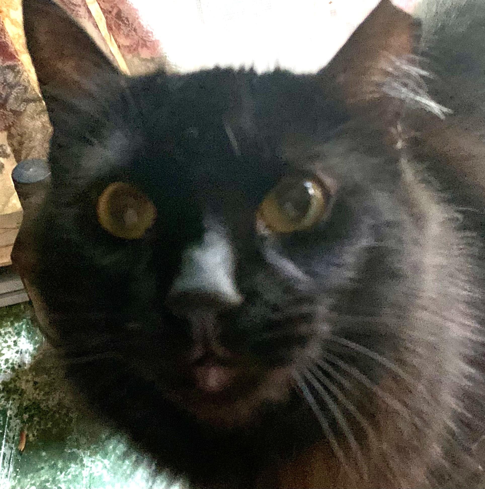 Enlarge Miss Diva, a Adoptable Domestic Long Hair in Charlotte, NC image 4/4