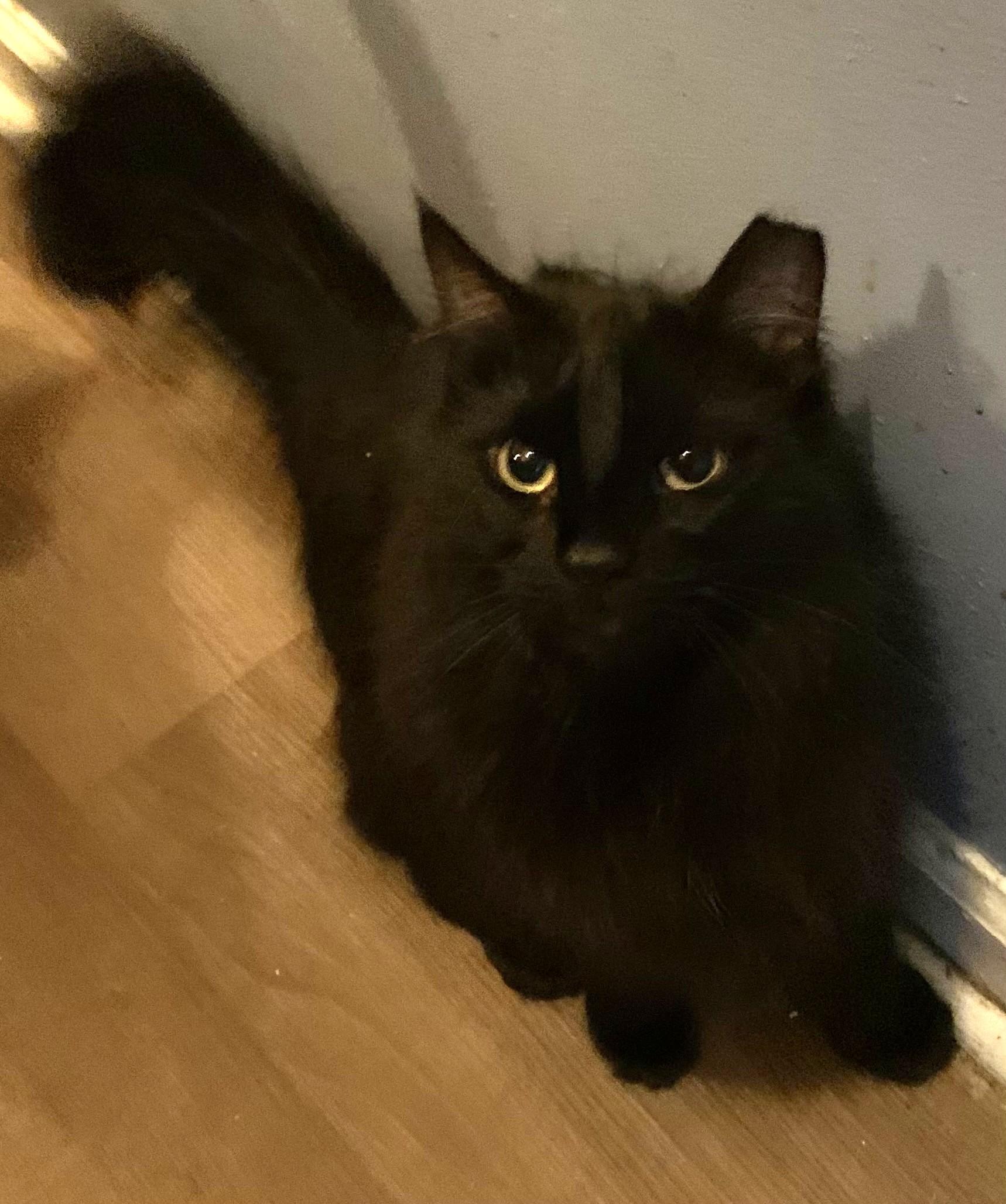 Enlarge Miss Diva, a Adoptable Domestic Long Hair in Charlotte, NC image 2/4