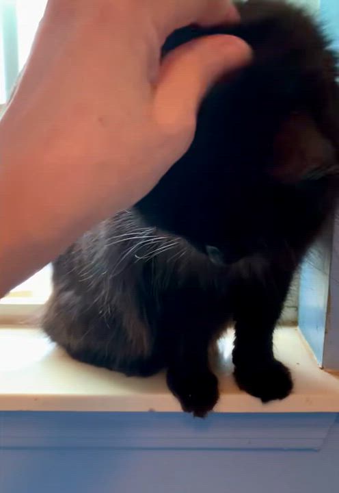 Enlarge Miss Diva, a Adoptable Domestic Long Hair in Charlotte, NC video 3/6