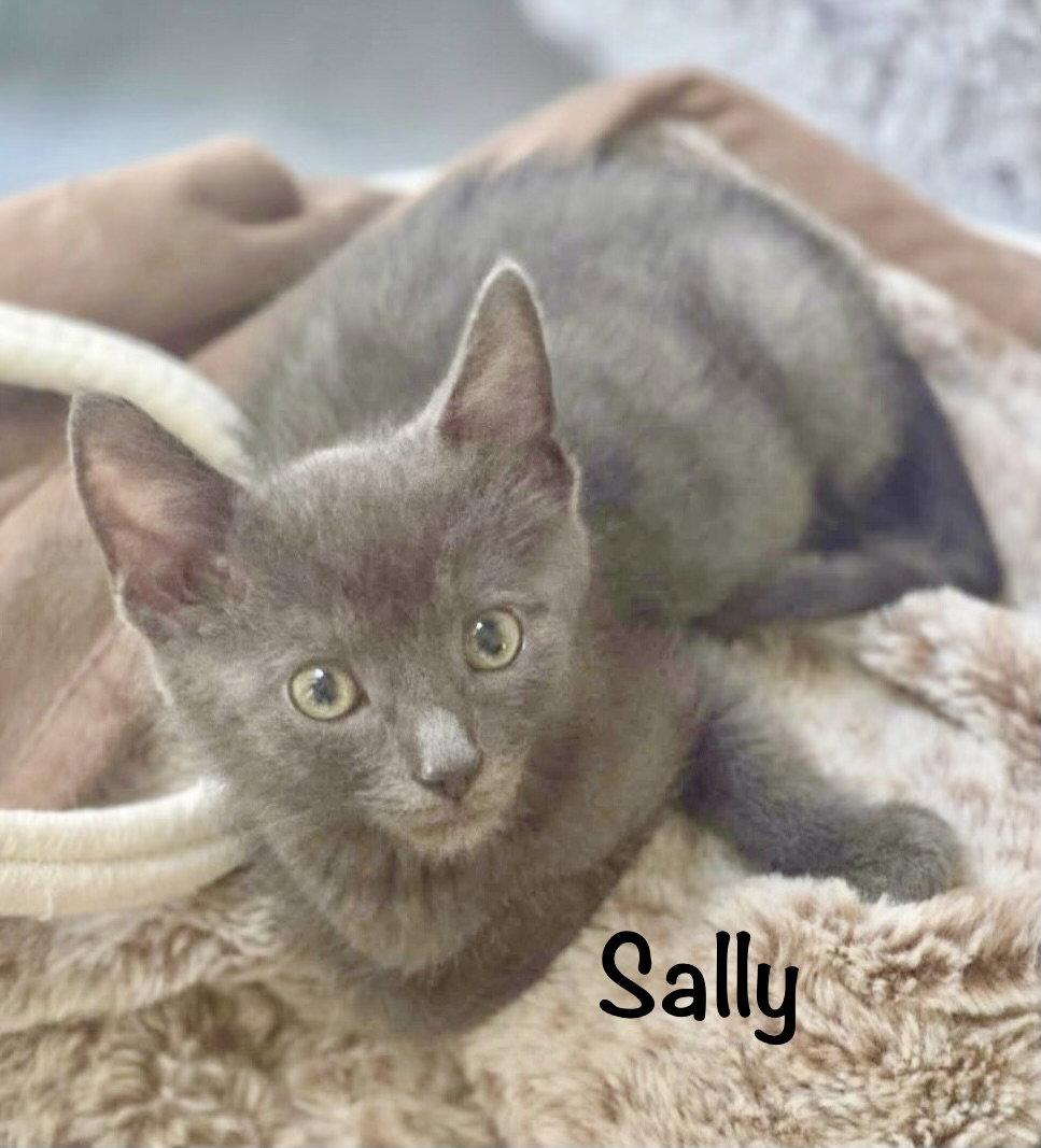 Sally, Adopted, Kitten Female Domestic Short Hair.