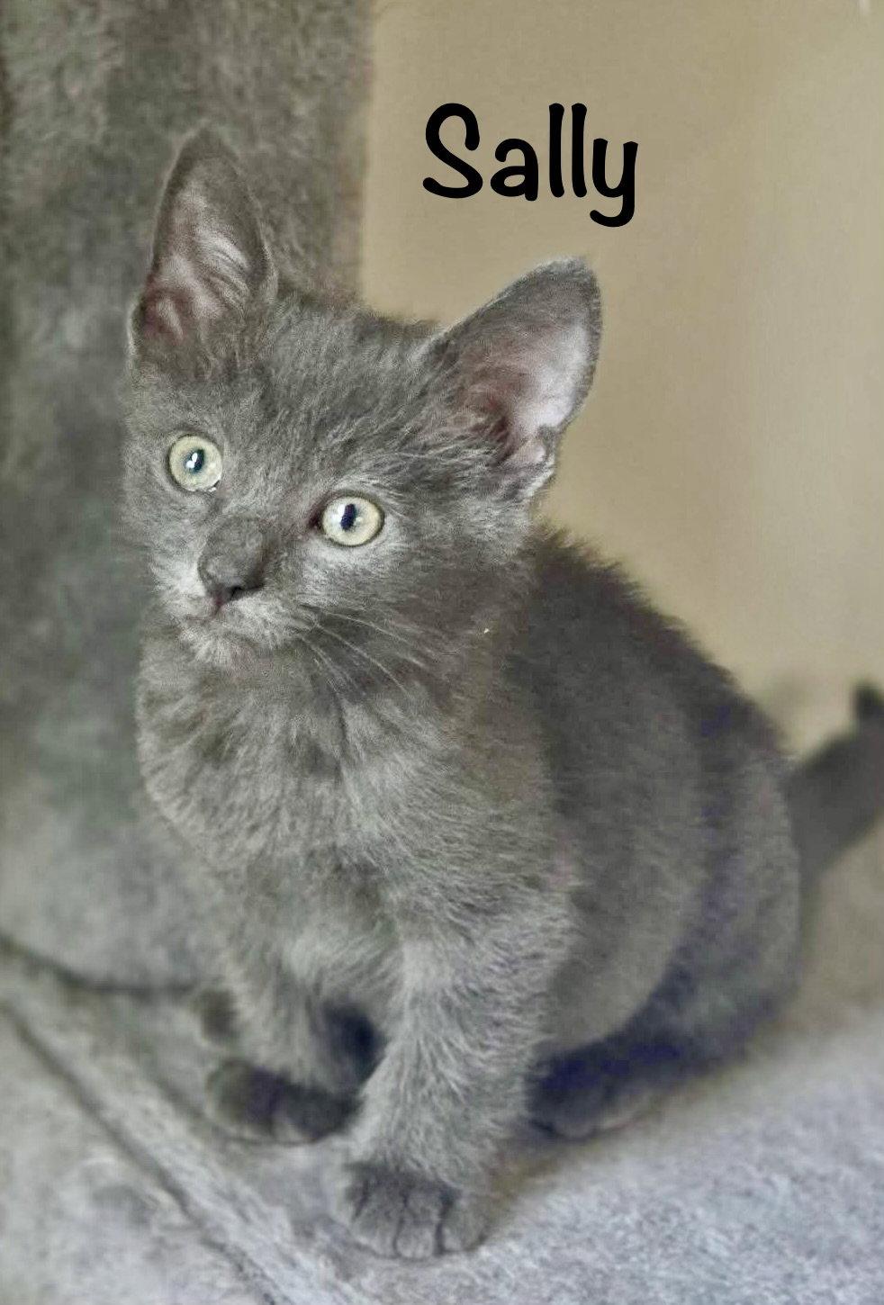 Enlarge Sally, a Adopted Domestic Short Hair in Reston, VA image 2/3