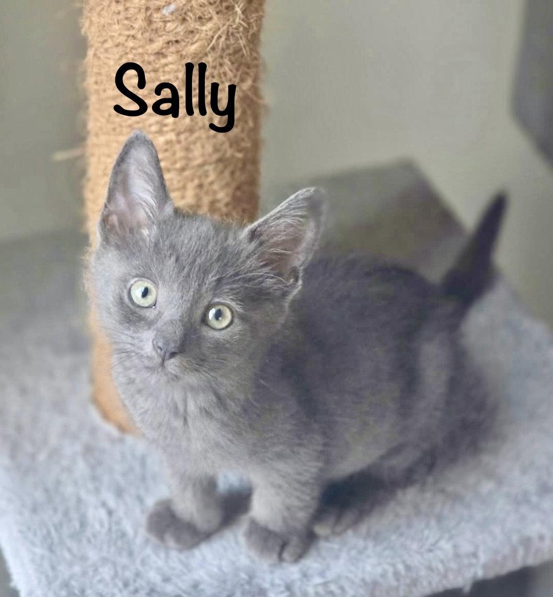 Enlarge Sally, a Adopted Domestic Short Hair in Reston, VA image 3/3