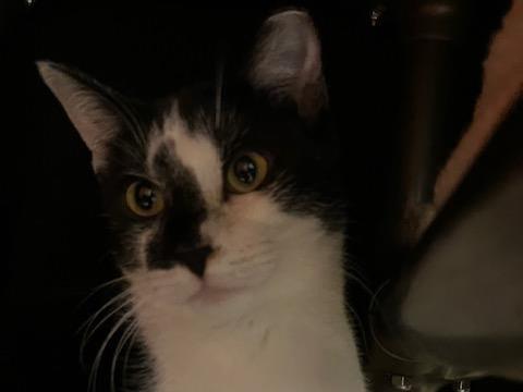 PROFESSOR AMERITUS, Adoptable, Young Male Domestic Short Hair.