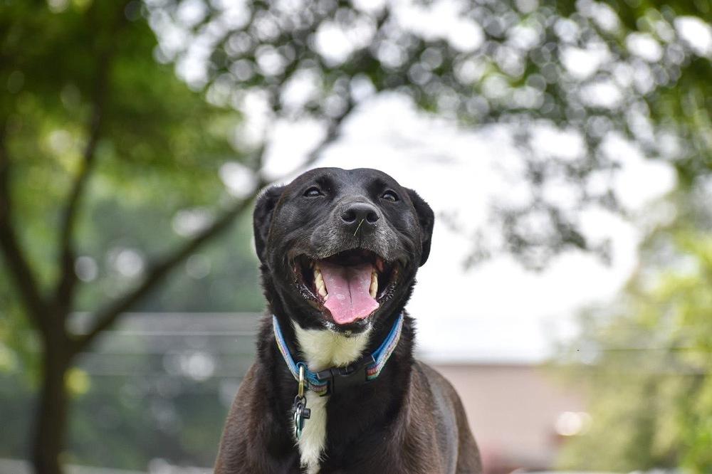 Stella, Adoptable, Young Female Labrador Retriever.