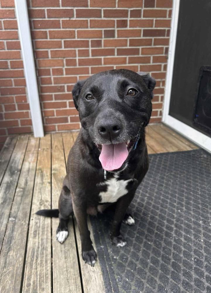 Stella, a Adoptable mixed breed in New Albany, OH image 2/3