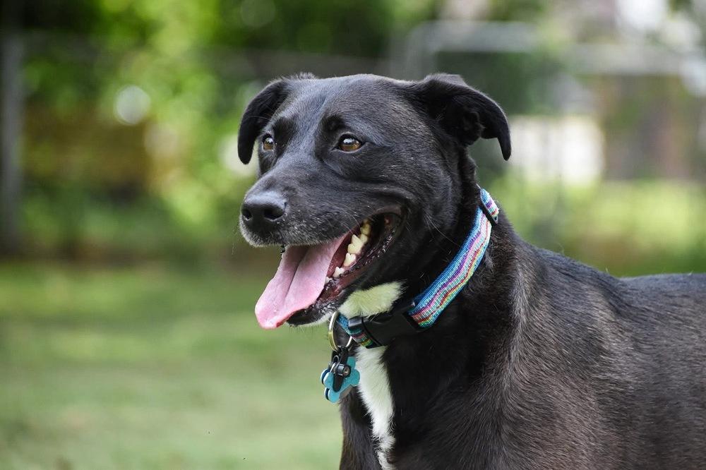 Stella, a Adoptable mixed breed in New Albany, OH image 3/3