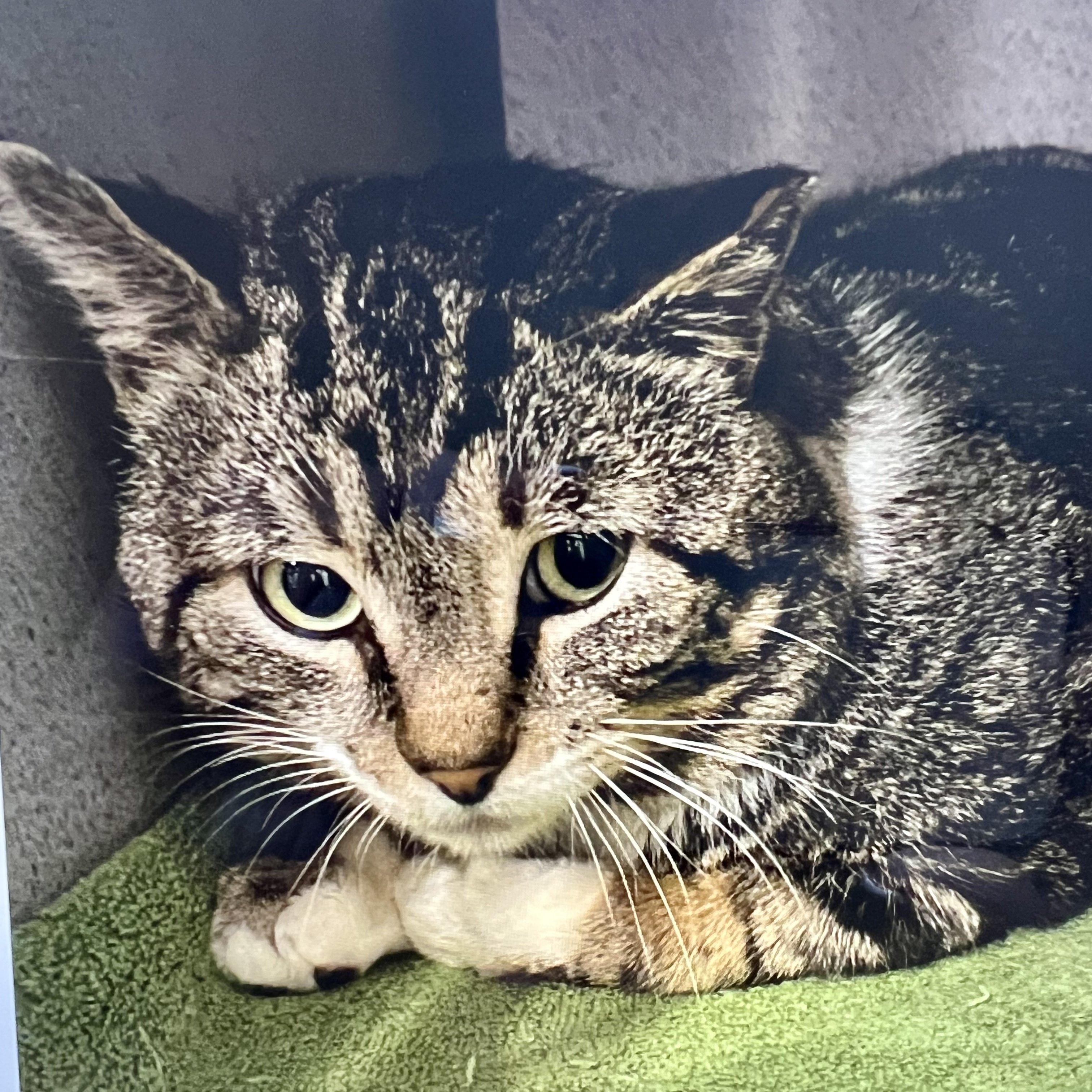 Enlarge Roger, an adoptable Domestic Short Hair in Palatine, IL image 3/3