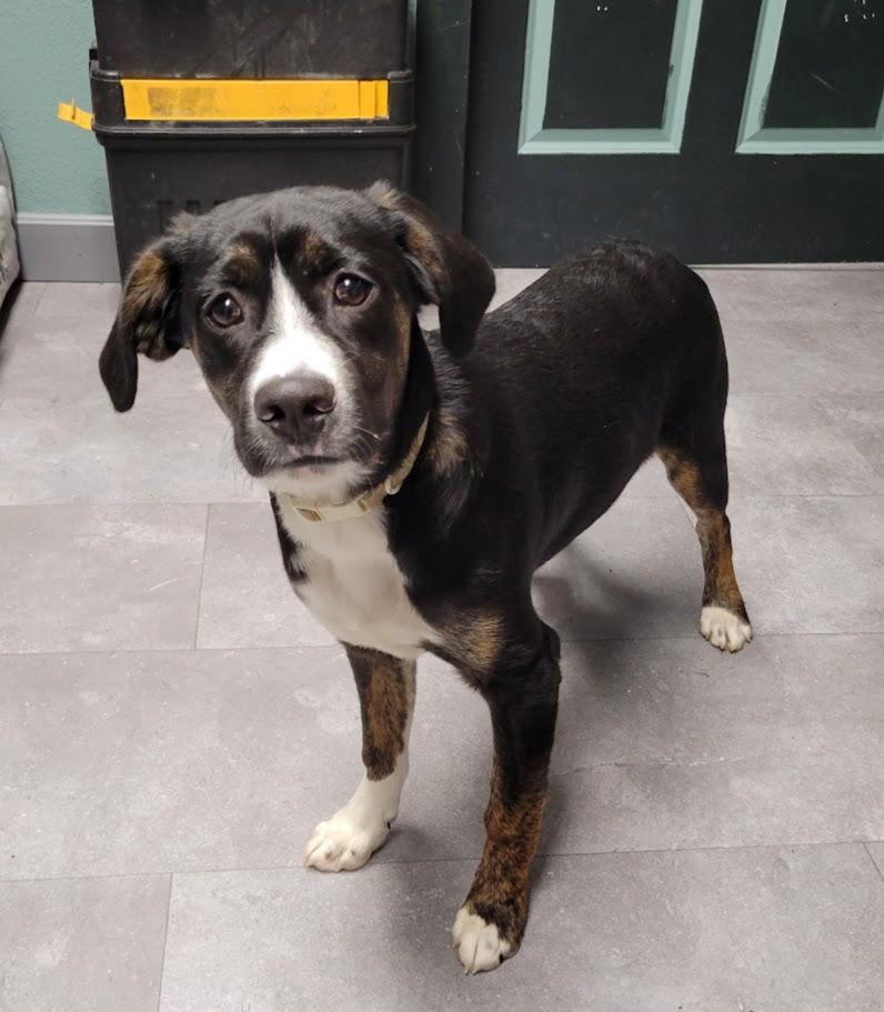 Enlarge Felix, a ADOPTABLE mixed breed in Lisbon, OH image 2/3