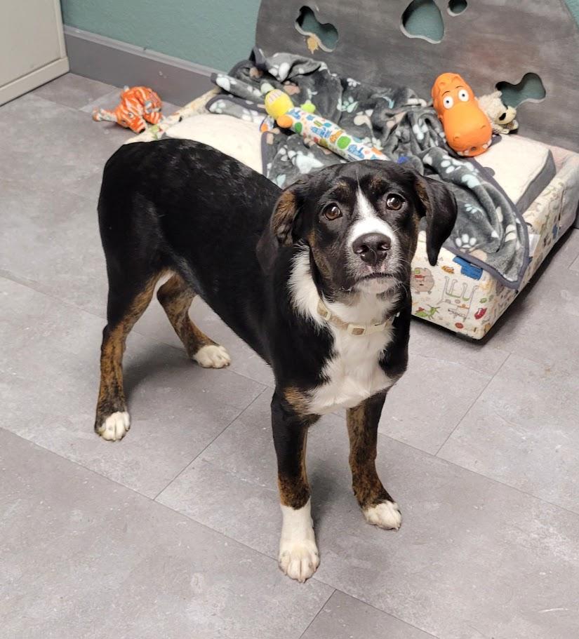 Enlarge Felix, a ADOPTABLE mixed breed in Lisbon, OH image 1/3