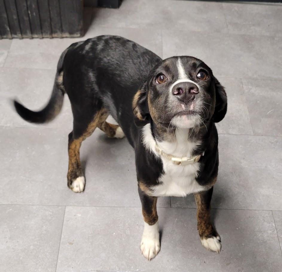 Enlarge Felix, a ADOPTABLE mixed breed in Lisbon, OH image 3/3