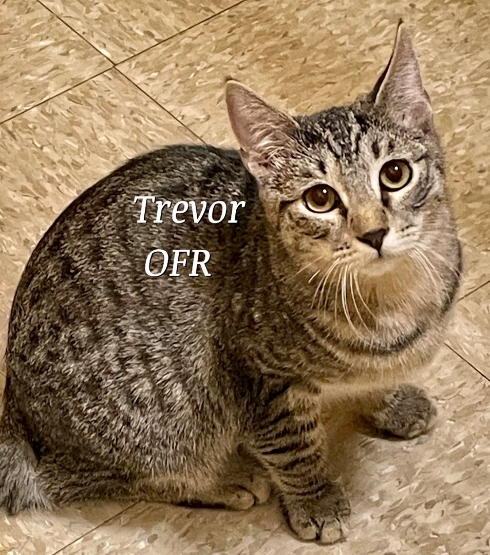 Enlarge Trevor, a Adoptable mixed breed image 1/6