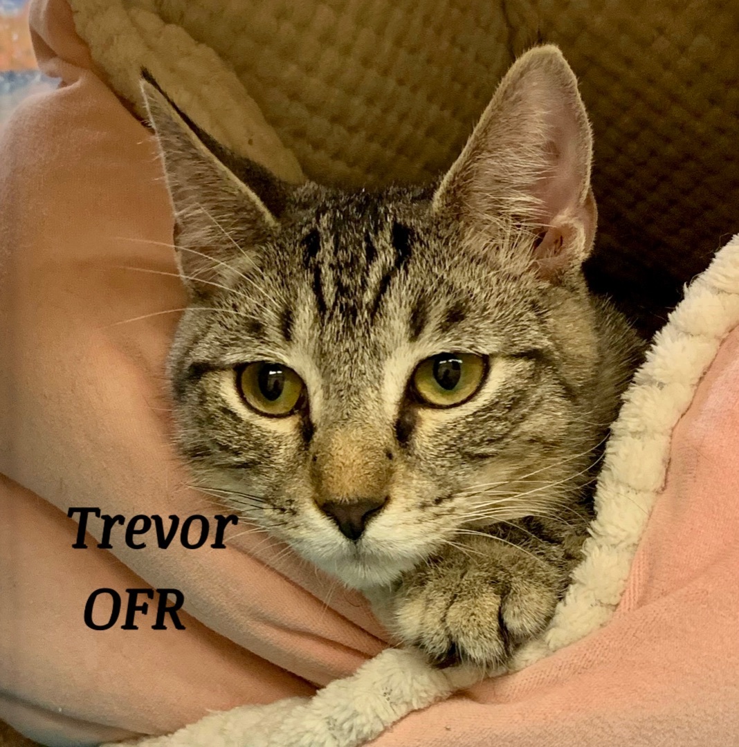 Enlarge Trevor, a Adoptable mixed breed image 2/6