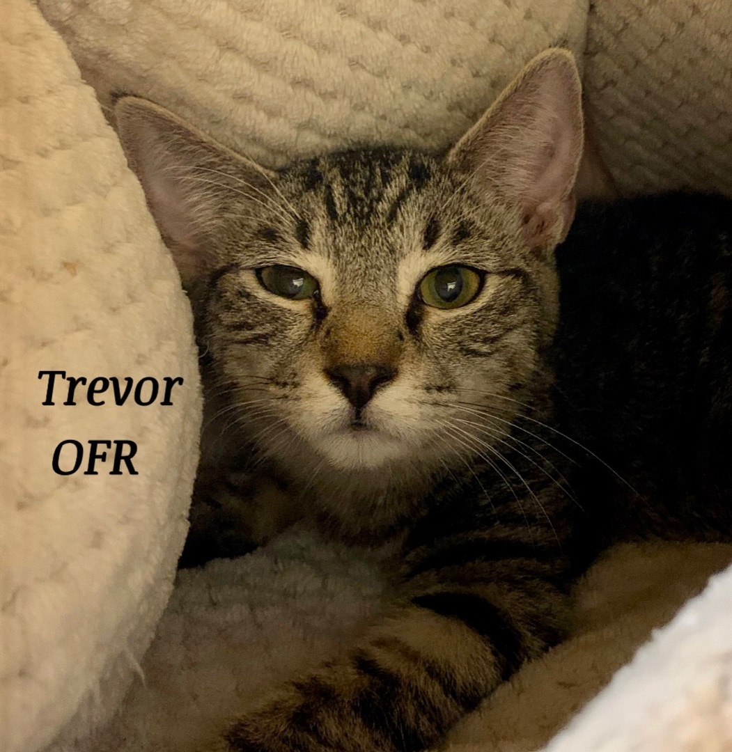 Enlarge Trevor, a Adoptable mixed breed image 3/6