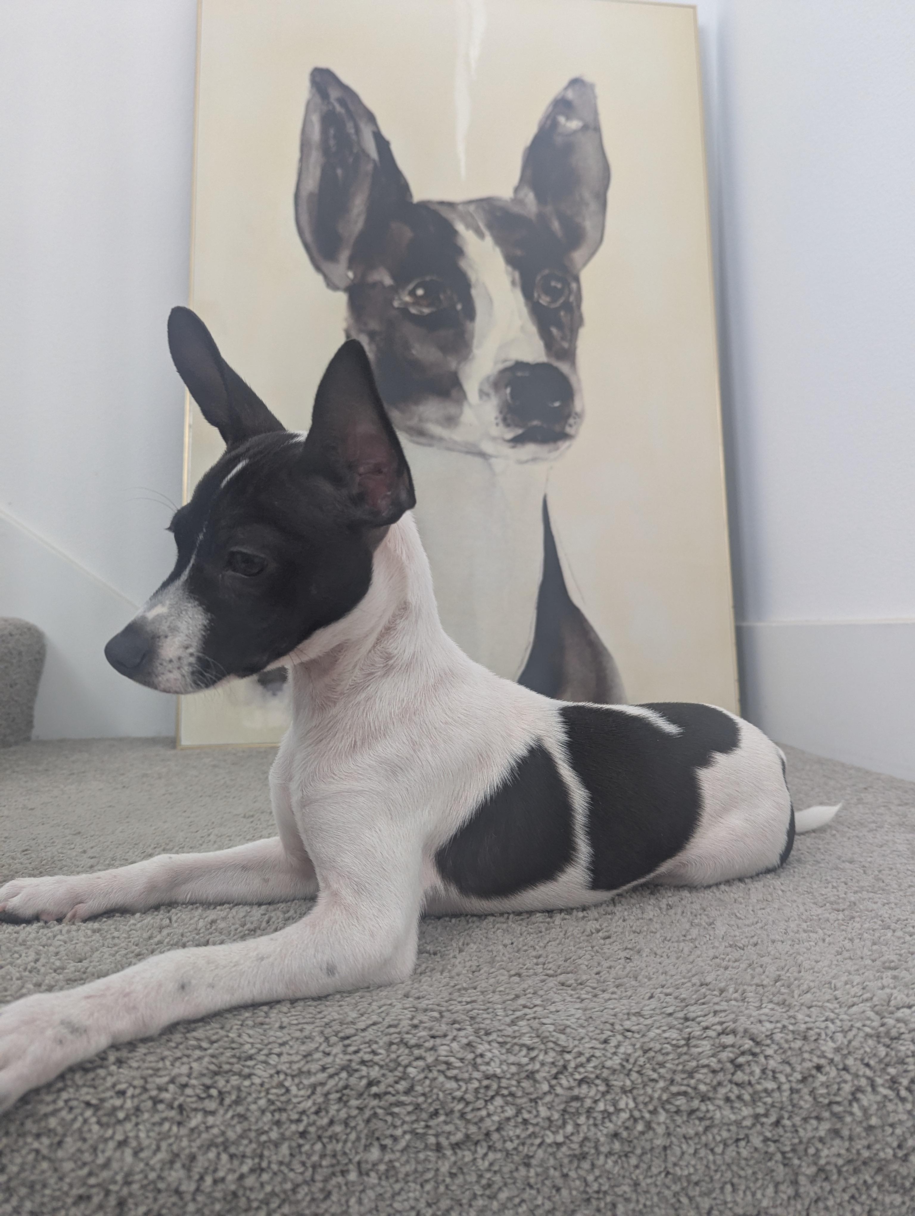 Enlarge Jackson, a ADOPTABLE Rat Terrier in Dallas, TX image 3/4
