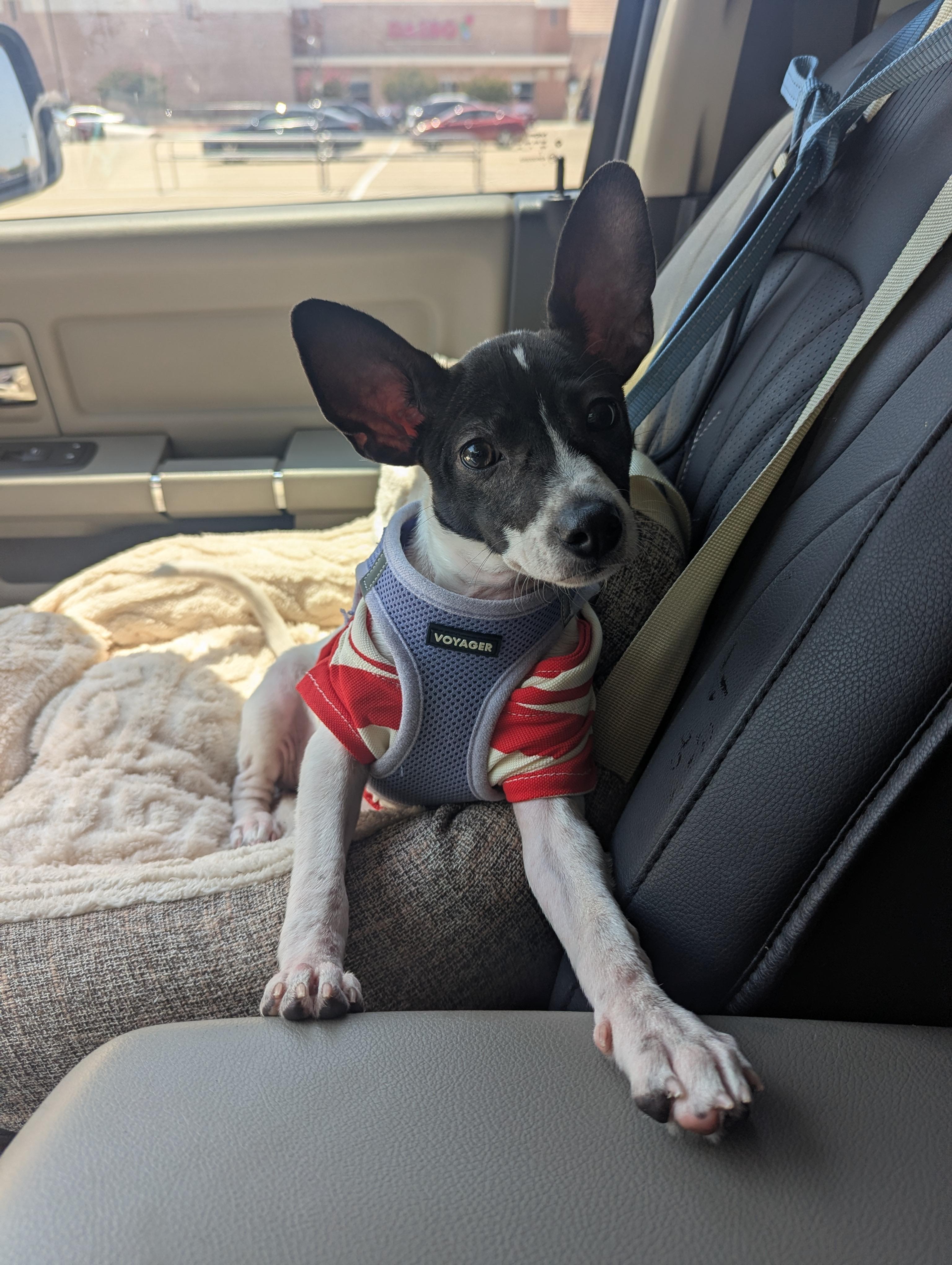 Jackson, ADOPTABLE, Puppy Male Rat Terrier.