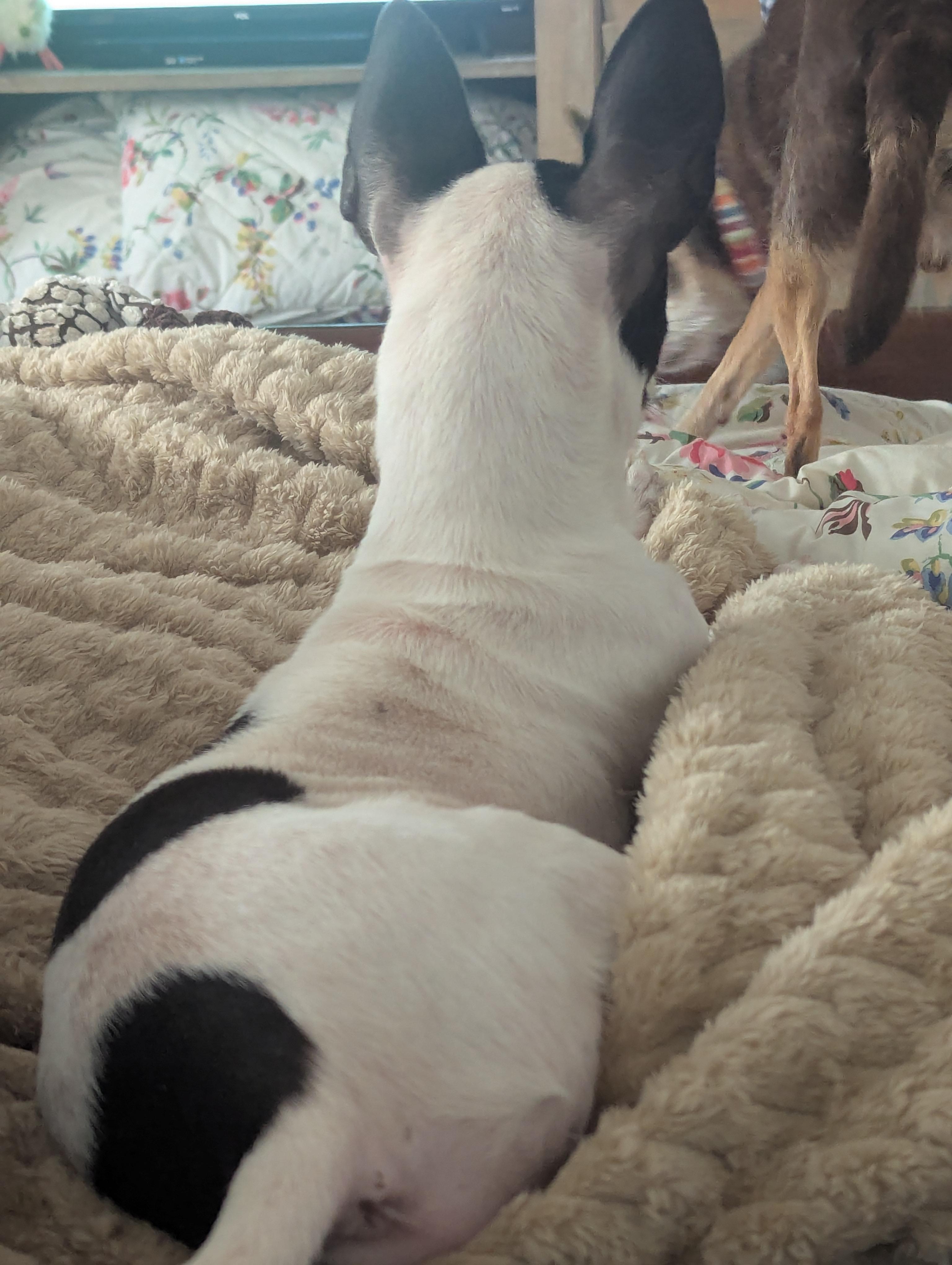 Enlarge Jackson, a ADOPTABLE Rat Terrier in Dallas, TX image 4/4