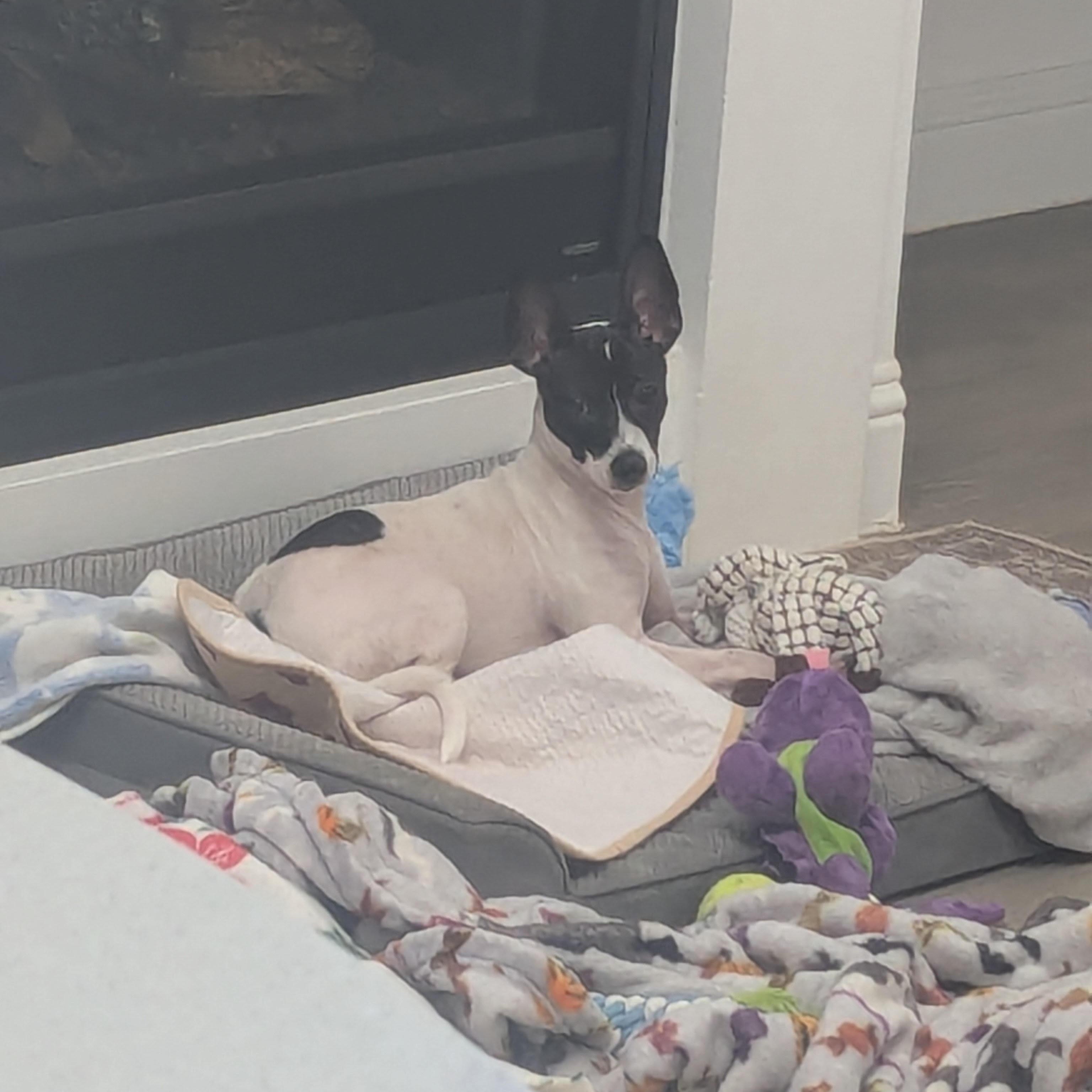 Jackson, ADOPTABLE, Puppy Male Rat Terrier.
