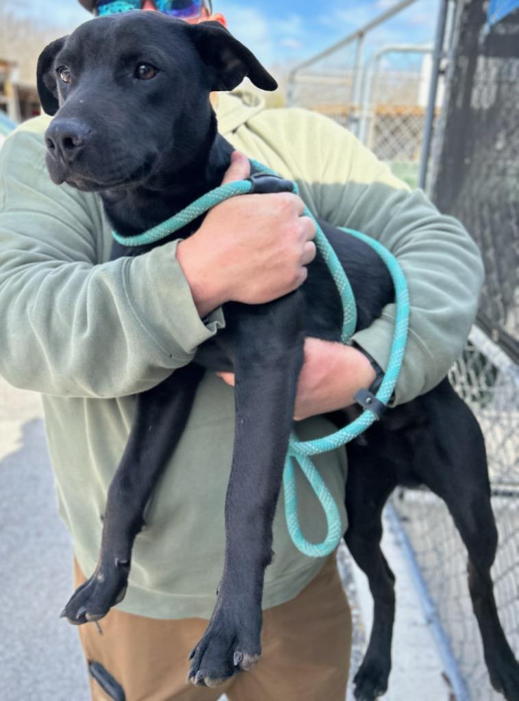 Enlarge Forest, a Adoptable Mixed Breed in Manchester, TN image 2/3