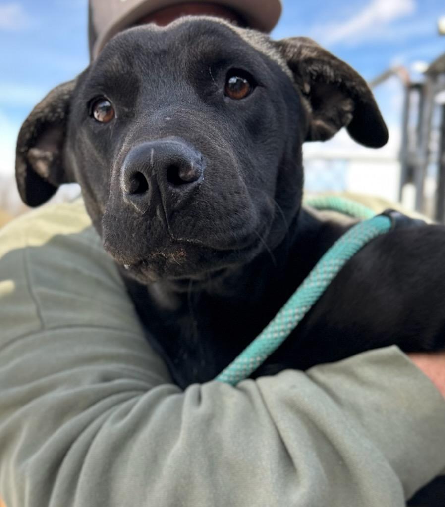 Enlarge Forest, a Adoptable Mixed Breed in Manchester, TN image 1/3