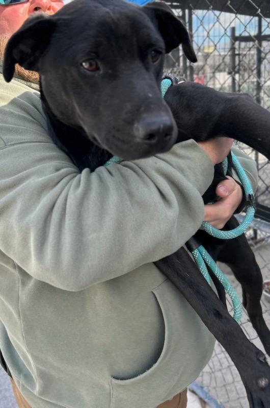 Enlarge Forest, a Adoptable Mixed Breed in Manchester, TN image 3/3