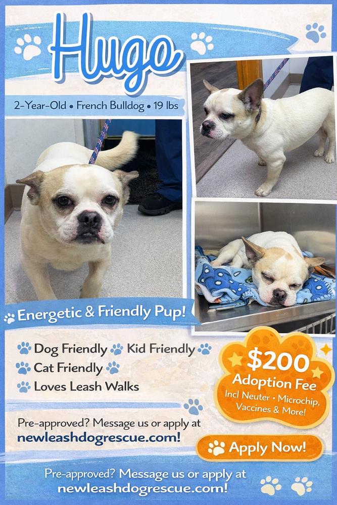 Hugo, Adoptable, Adult Male French Bulldog.