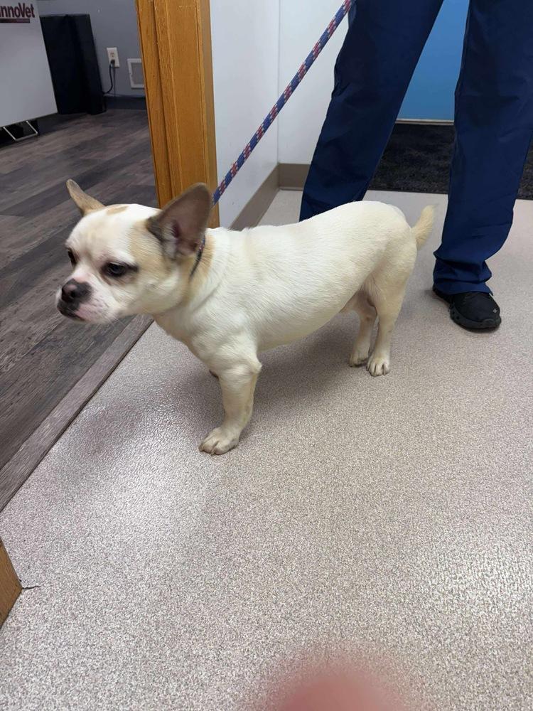 Hugo, a Adoptable mixed breed in Rockland, WI image 1/4