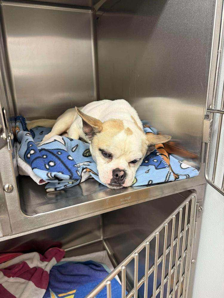 Hugo, a Adoptable mixed breed in Rockland, WI image 2/4