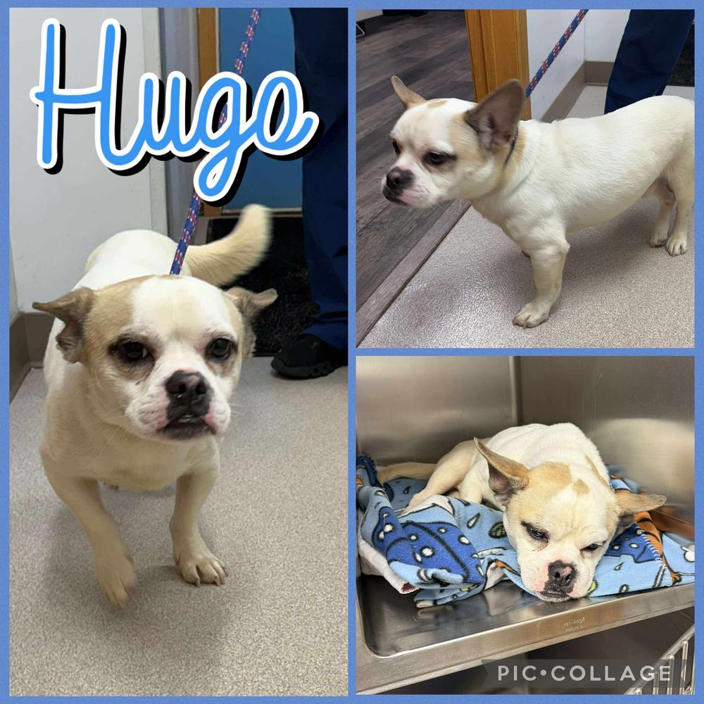 Hugo, a Adoptable mixed breed in Rockland, WI image 3/4