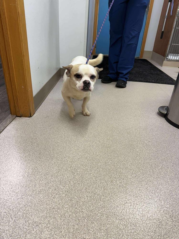 Hugo, a Adoptable mixed breed in Rockland, WI image 4/4