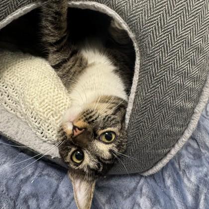 Barry, Adoptable, Adult Male Domestic Short Hair & Domestic Short Hair.